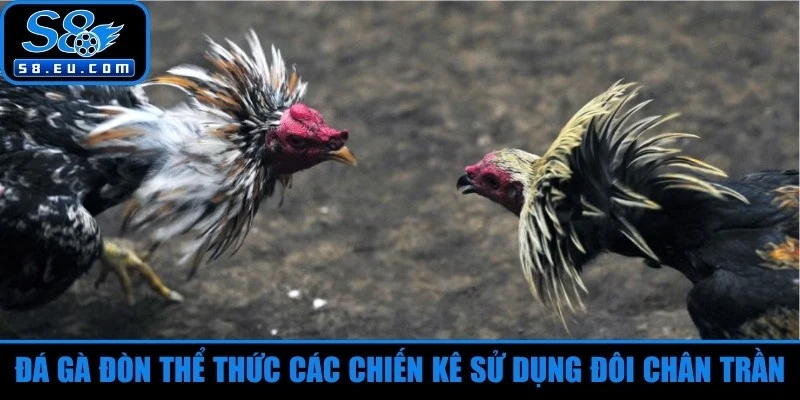 Đá gà đòn là thể thức mà các chiến kê hoàn toàn sử dụng đôi chân trần